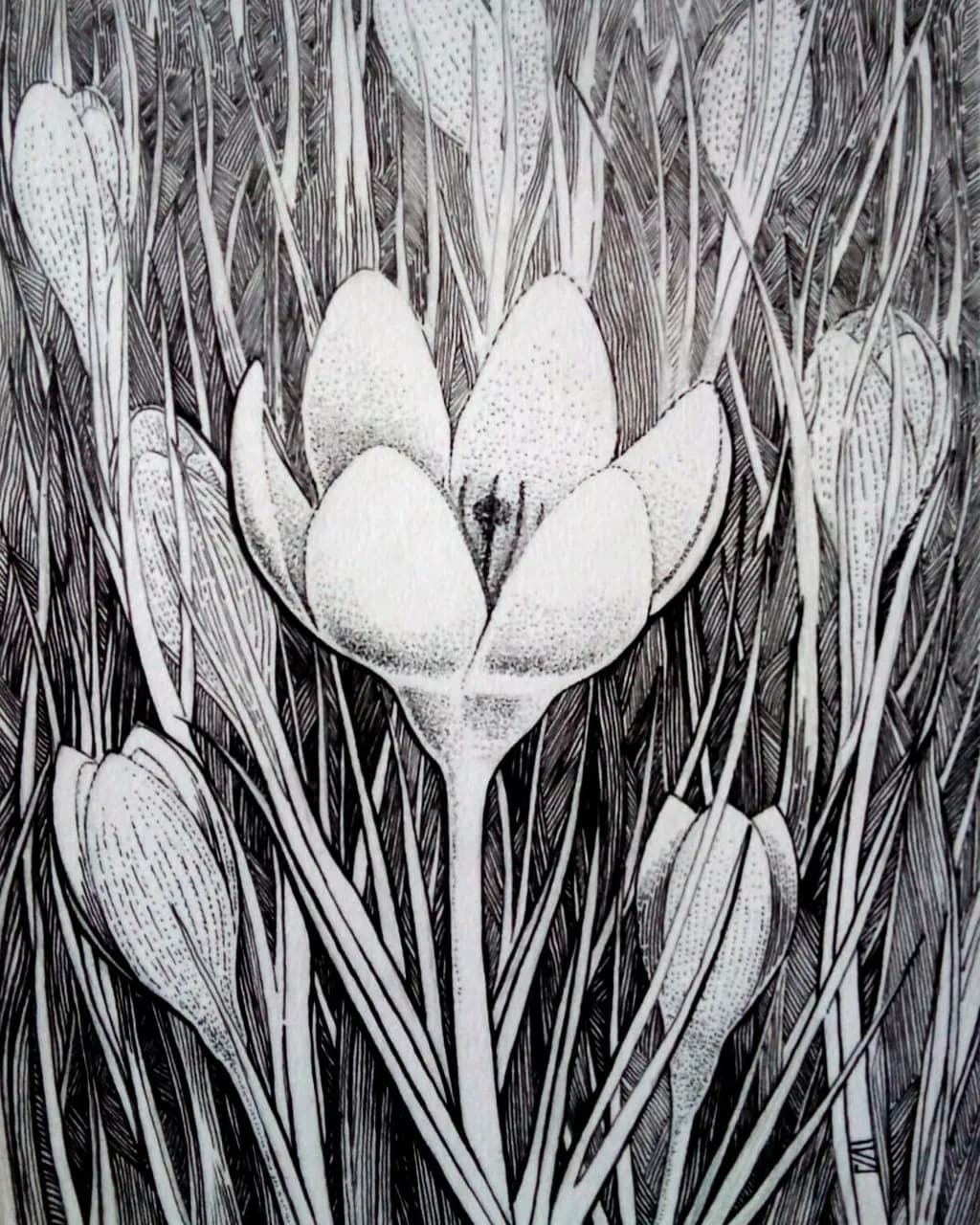 Whispers of Nature: A Black-and-White Botanical Illustration of Delicate Crocuses
