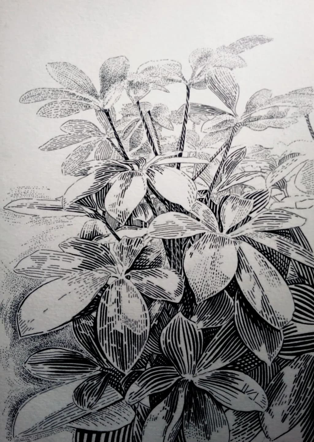 Schefflera