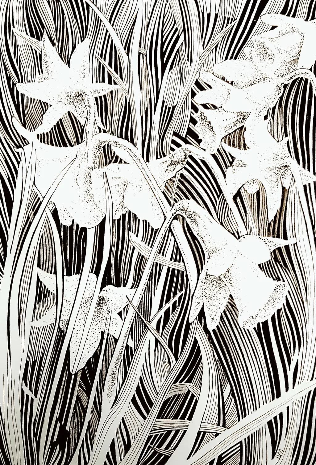 Narcissus