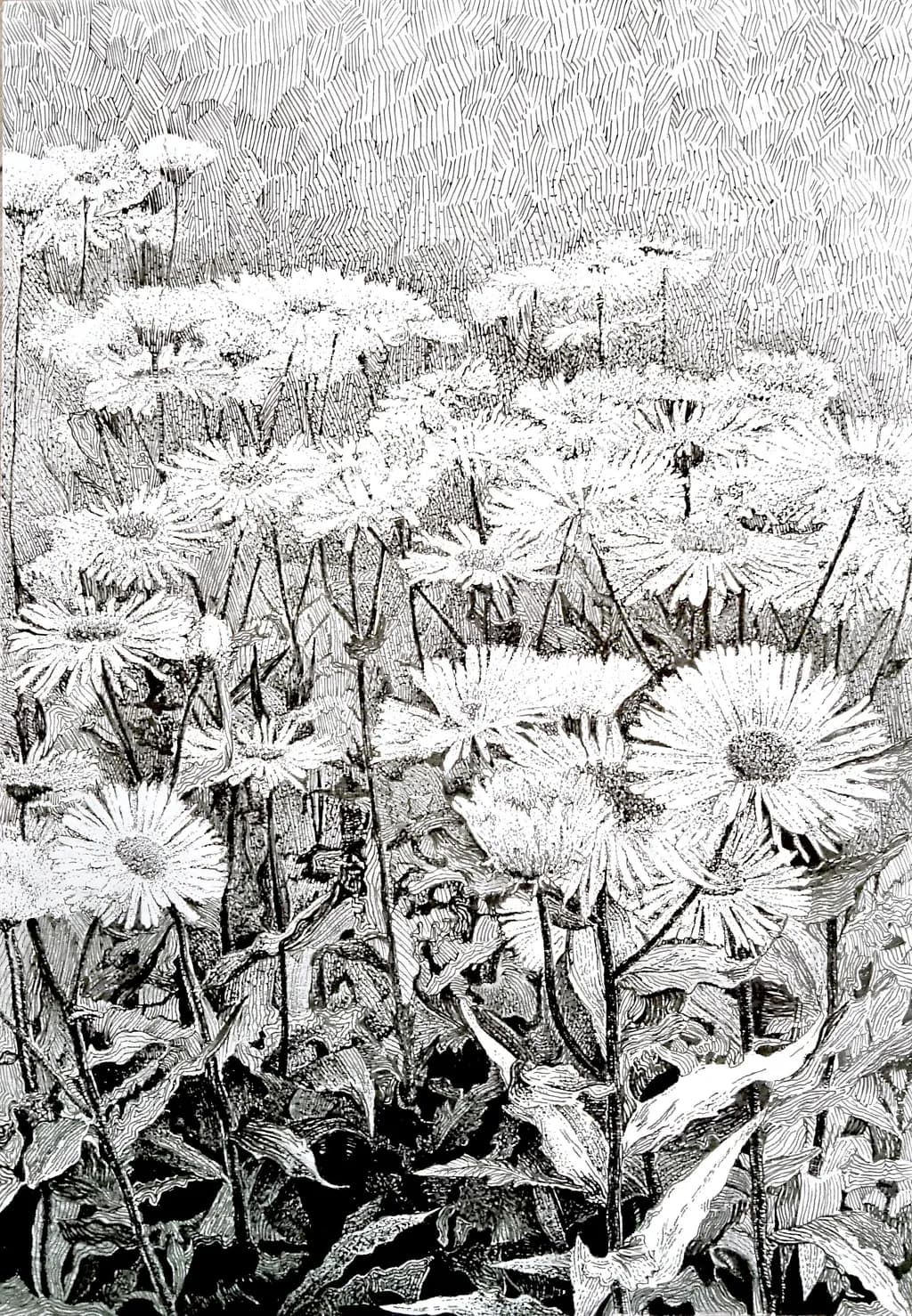 Daisies