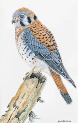 American Kestrel