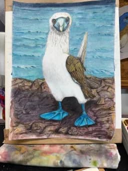 Blue-Footed Booby on Rocky Shore