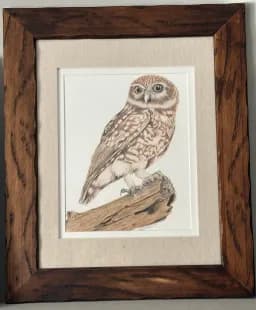 Owl on a Branch
