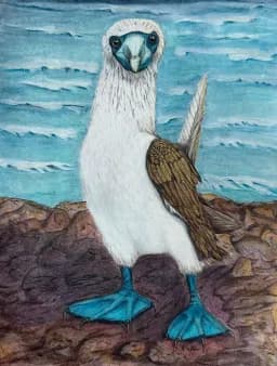 Blue-Footed Booby