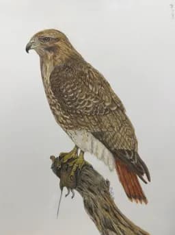 Victory Stance (Red-Tailed Hawk)