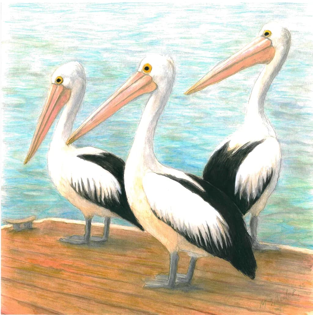 Pelicans