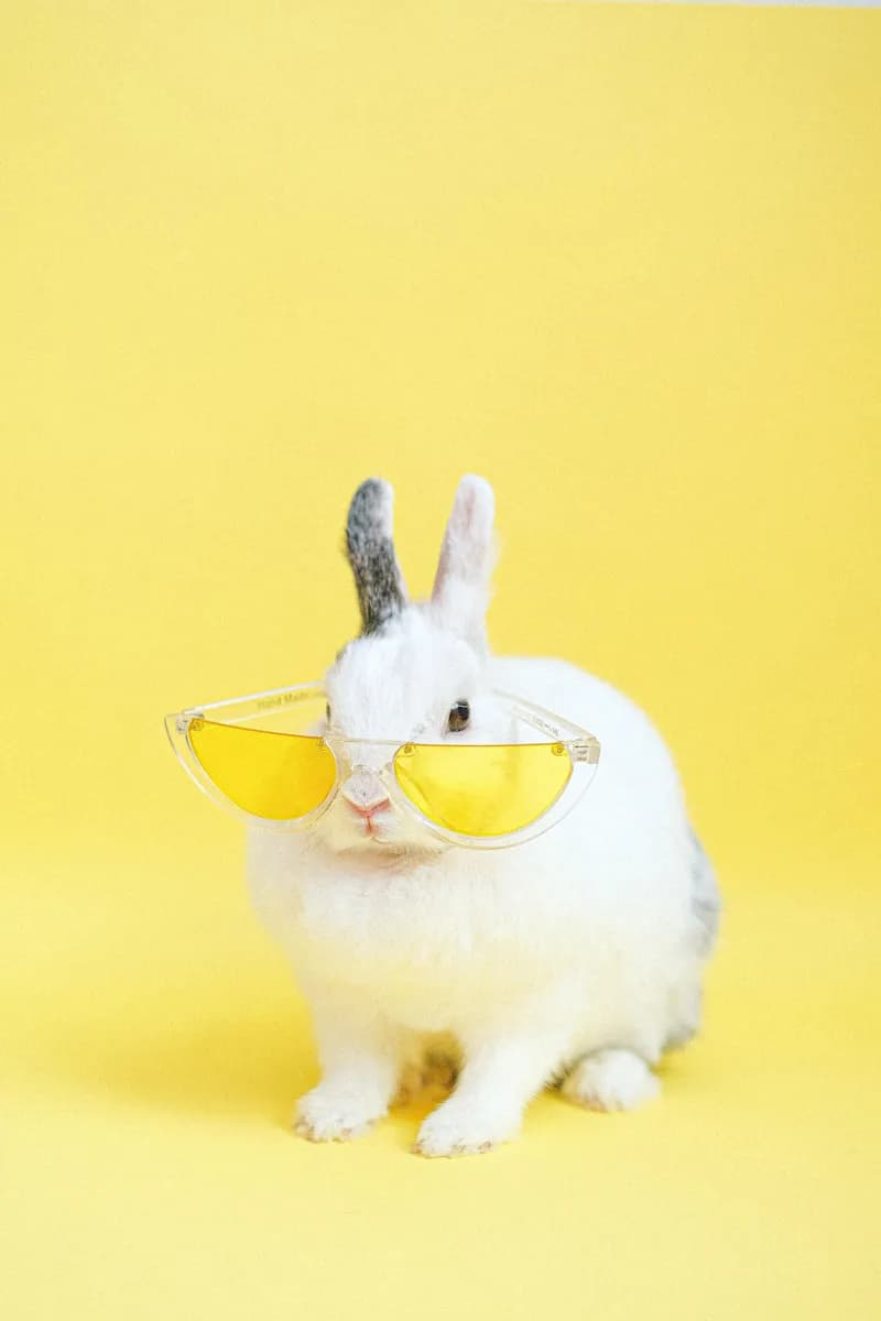 Chic Bunny in Yellow Shades: A Playful Portrait of Whimsy and Style