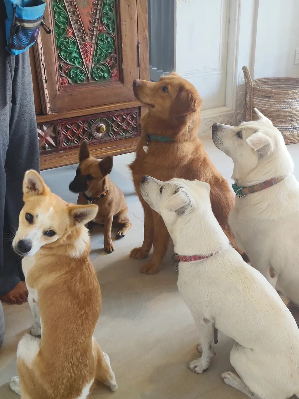 Whimsical Gathering: A Heartwarming Moment with Five Adorable Dogs Awaiting Treats