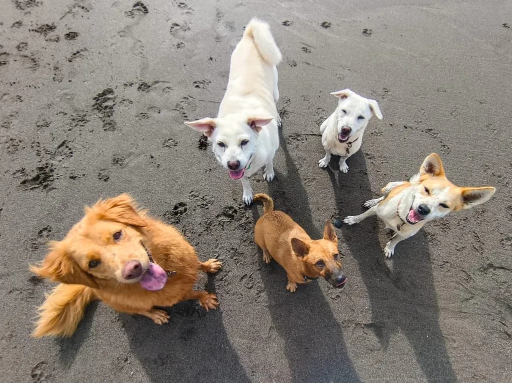 Joyful Paws: A Playful Gathering of Five Canine Friends on the Beach
