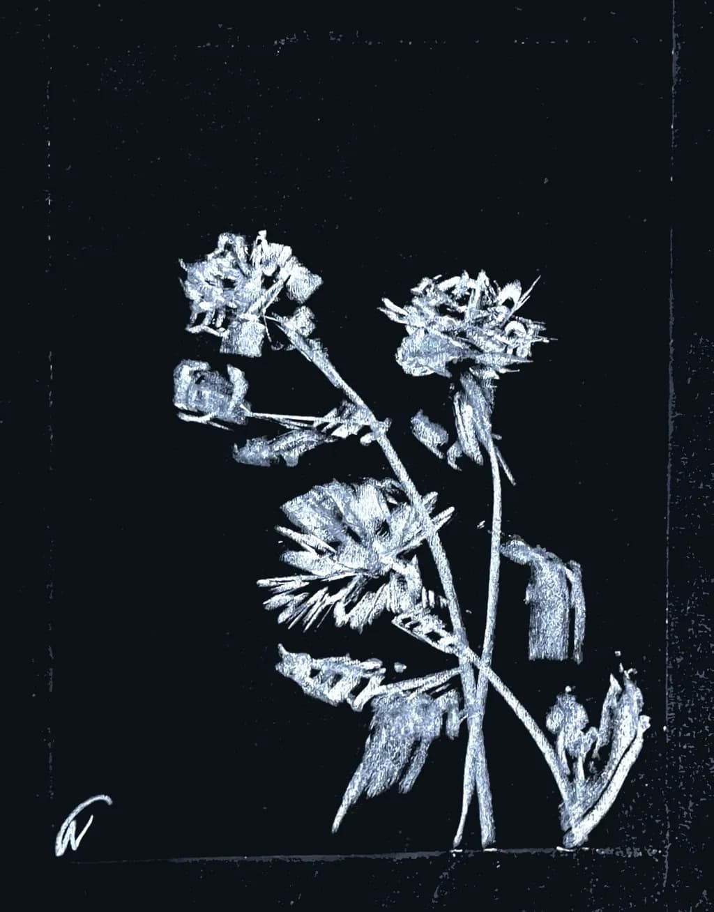 Whispers of Nature: A Serene Floral Embrace in Monochrome Elegance