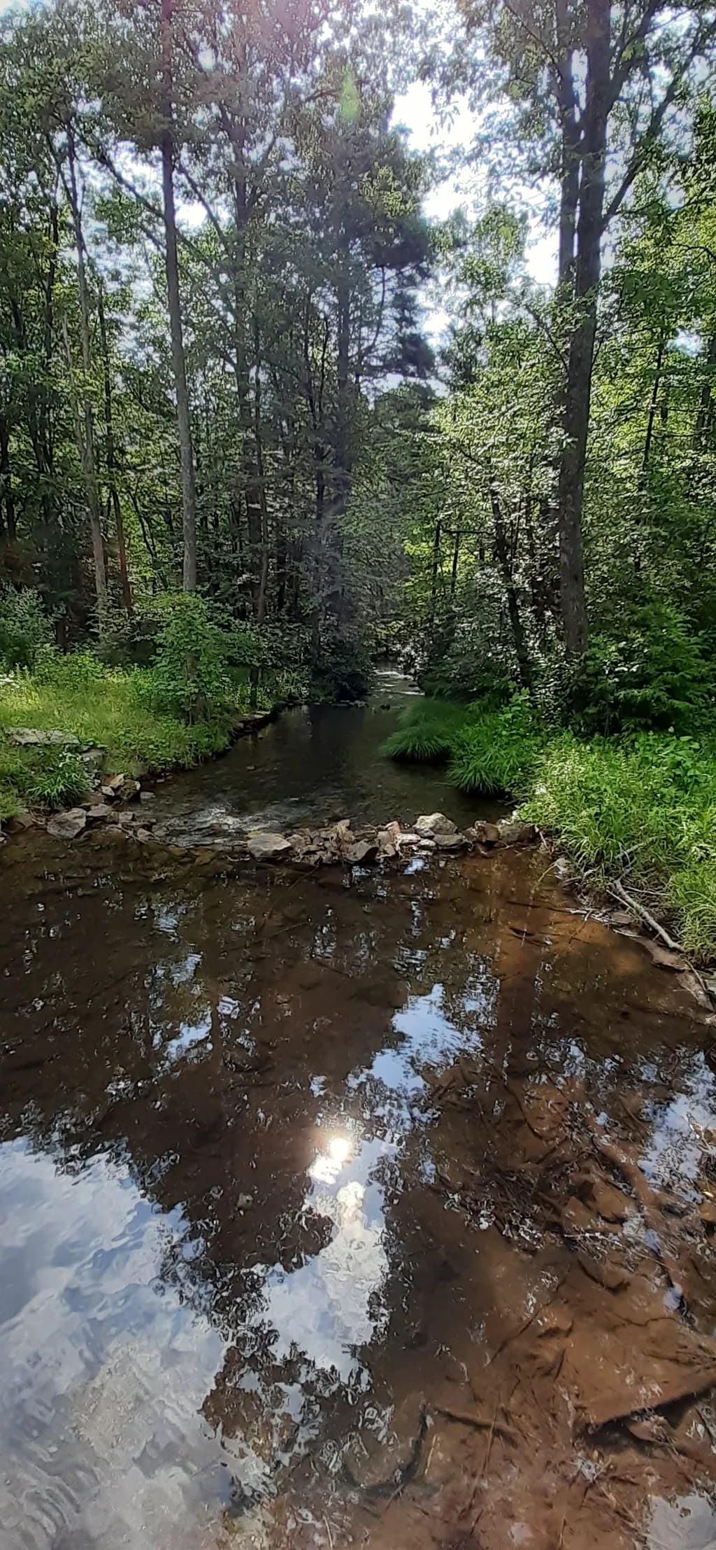 Whispers of Serenity: A Tranquil Stream Reflected in Nature's Embrace