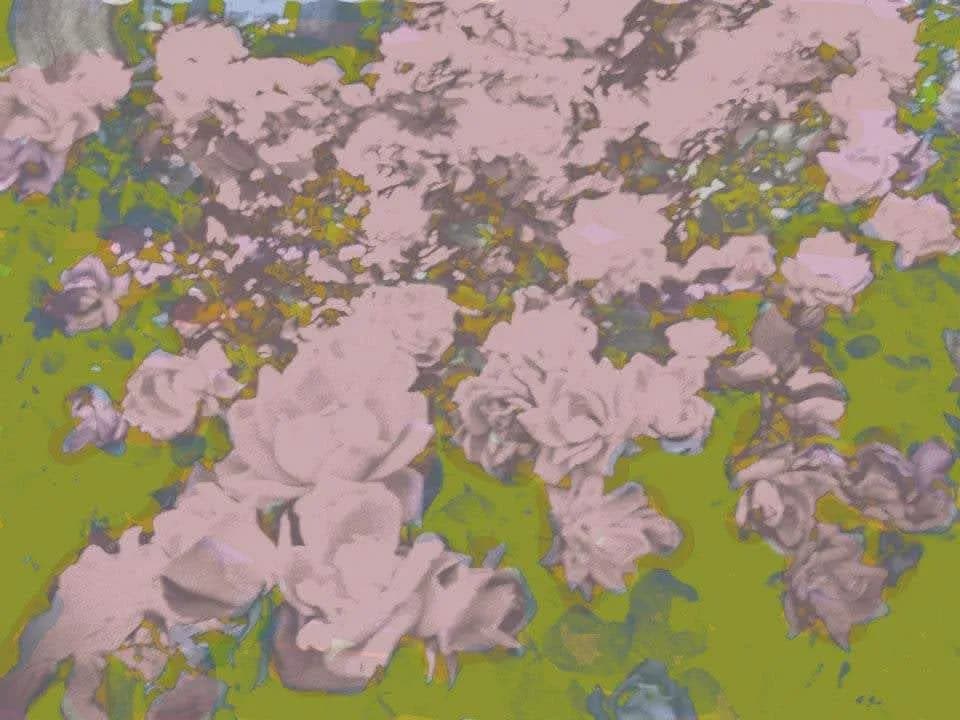 Whispers of Spring: A Dreamy Pink Rose Blossom Garden