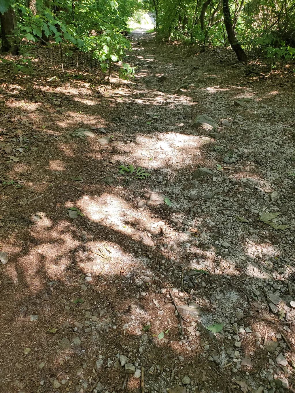 Whispers of the Forest Path: A Journey Through Sunlit Shadows