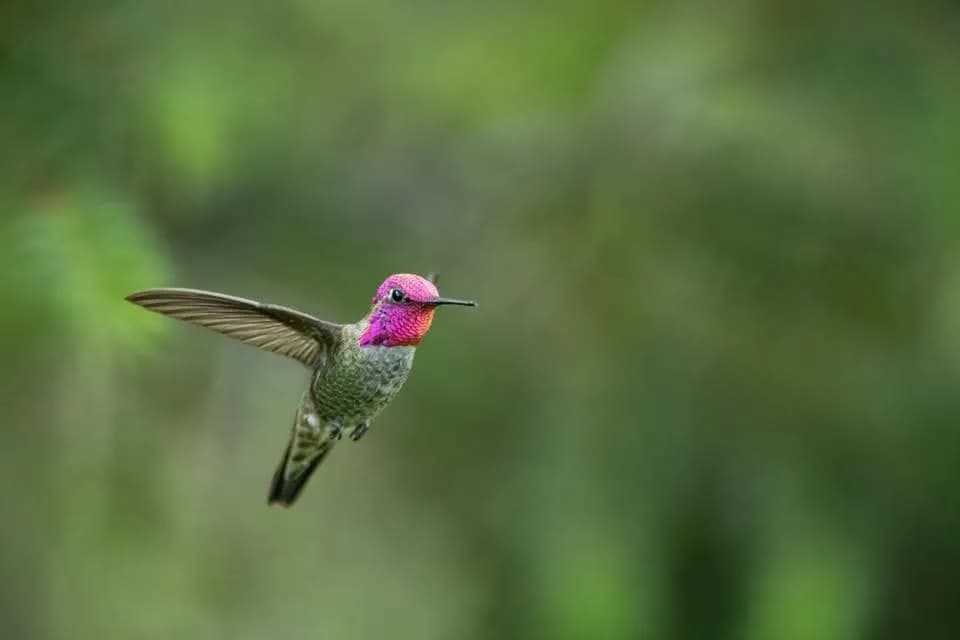 Whispers of Color: A Hummingbird in Flight Amidst Nature's Embrace