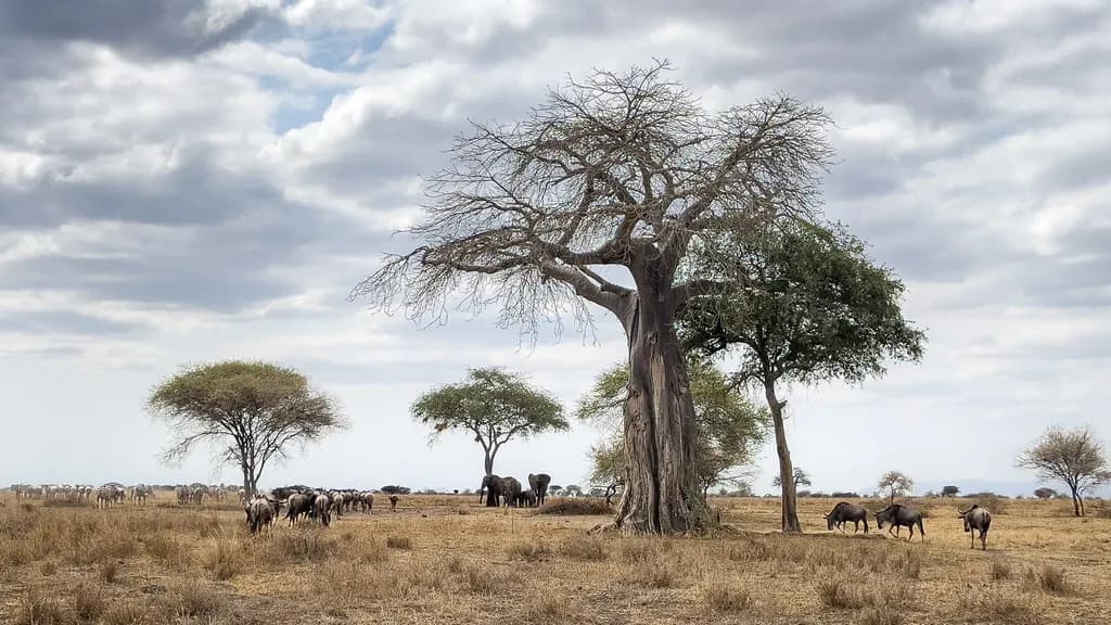 Tarangire Wildlife Gathering