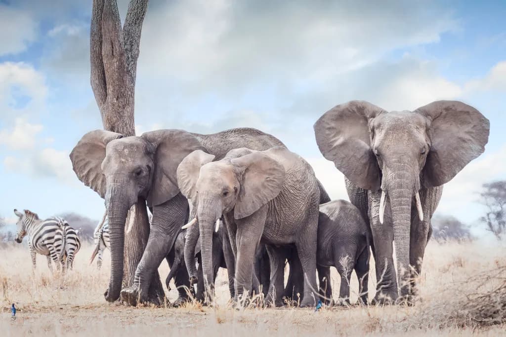 Gentle Giants of the Savannah