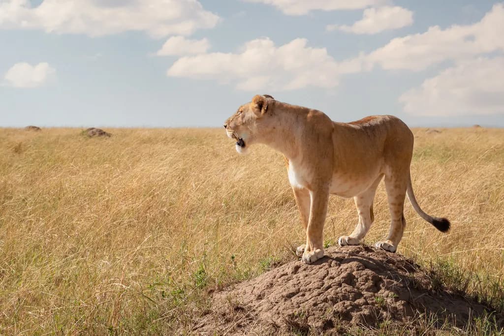 Lion Queen