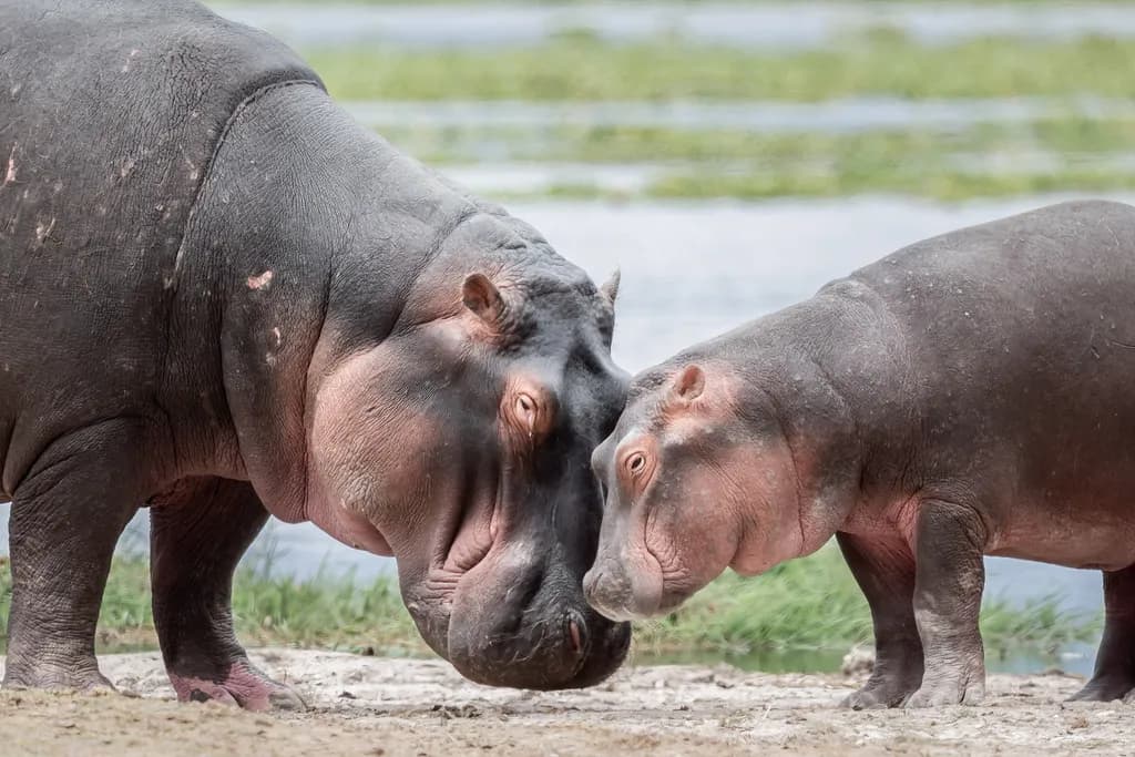 Happy Hippos