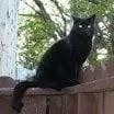 Whispers of the Night: A Majestic Black Cat on the Fence