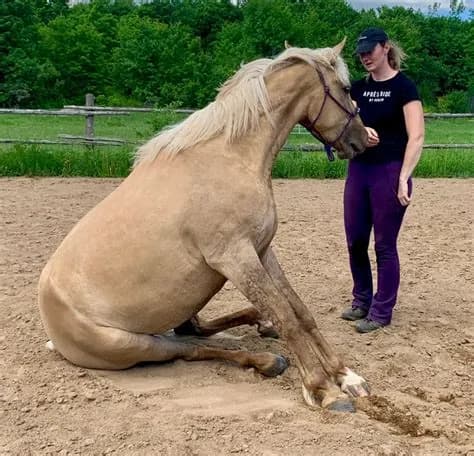 Whimsical Harmony: A Moment of Connection Between Horse and Human