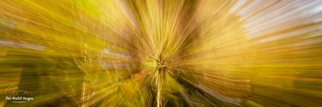 Whispers of Light: An Abstract Journey Through Nature's Golden Hues