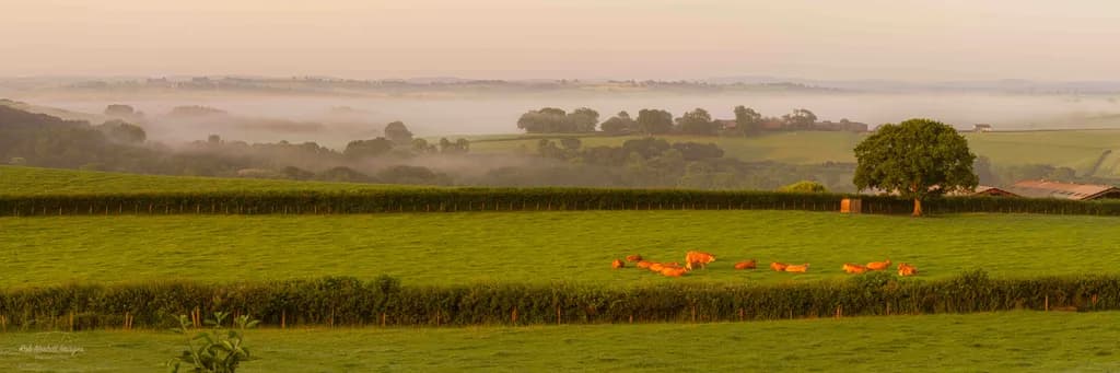 Serene Dawn: Cows in the Misty Meadow Landscape