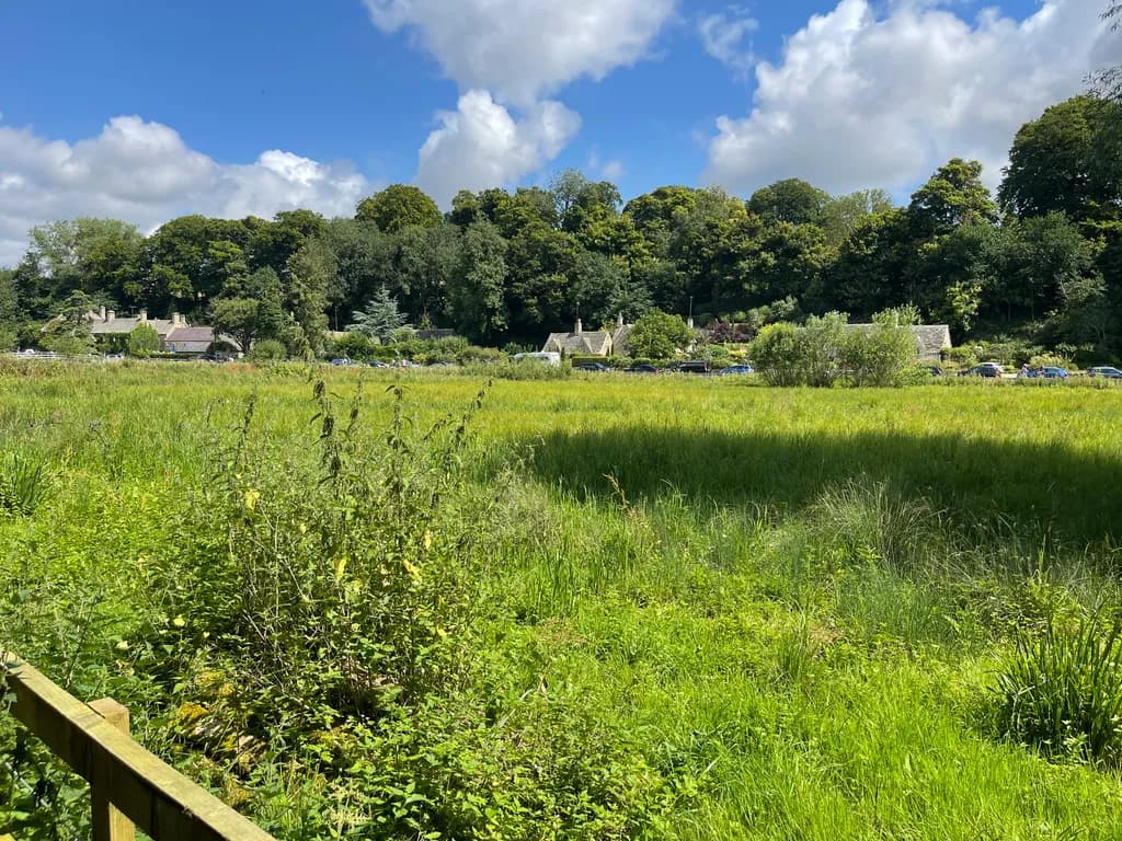 Whispers of Nature: A Serene Meadow Embraced by Lush Greenery and Skyward Dreams