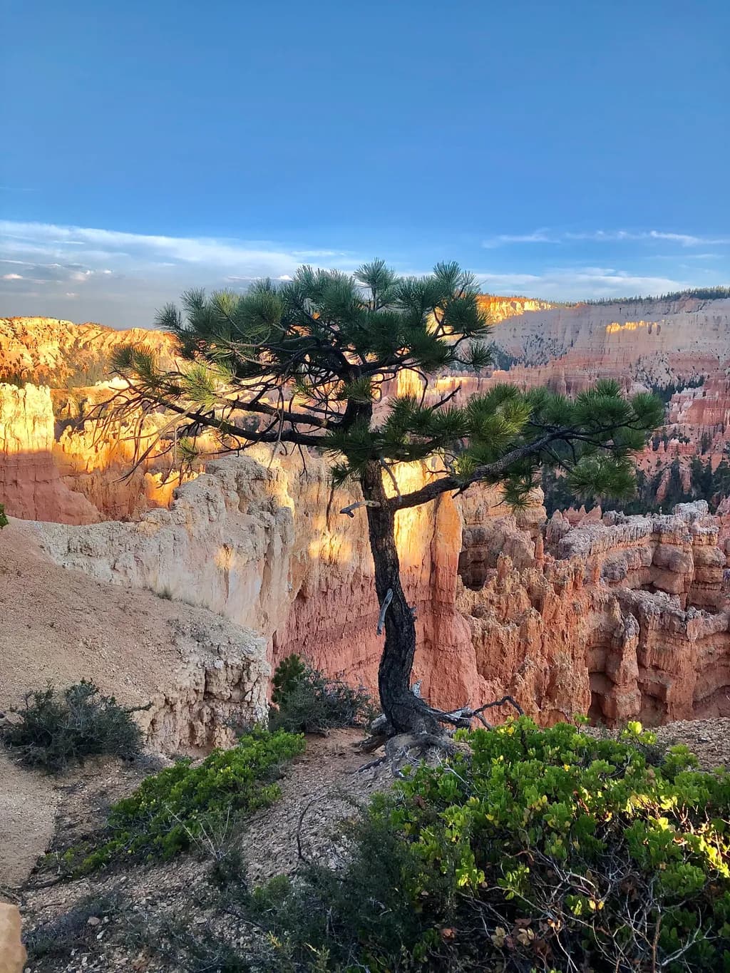Whispers of Resilience: A Lone Pine Against the Majestic Bryce Canyon Skyline