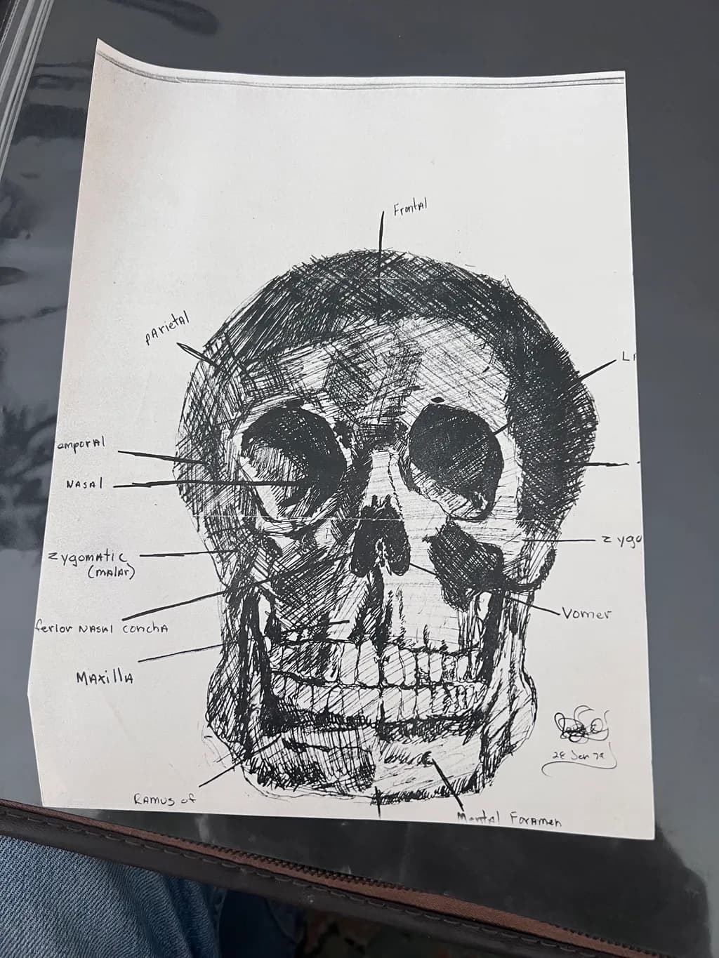 Anatomical Elegance: A Detailed Study of the Human Skull in Ink