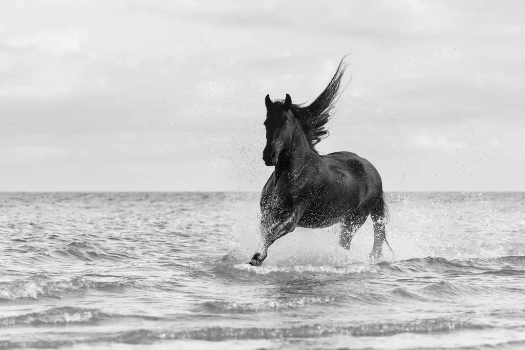 Majestic Freedom: A Black Horse Galloping Through Ocean Waves in Monochrome Elegance