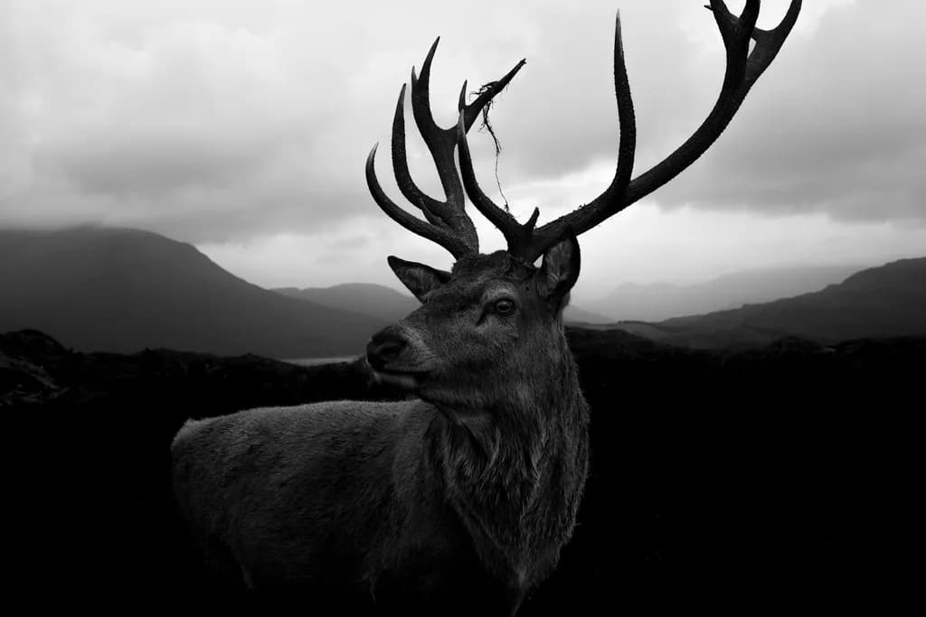 Majestic Silence: A Monochrome Stag in the Misty Highlands