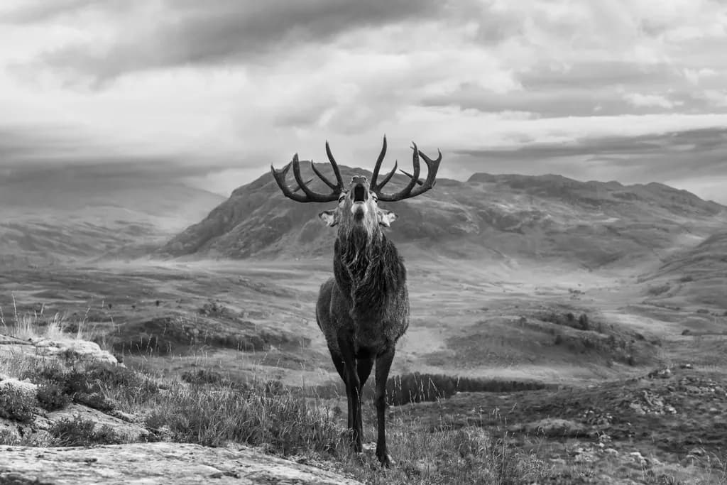 Majestic Echo: The Roar of the Highland Stag in Monochrome Serenity