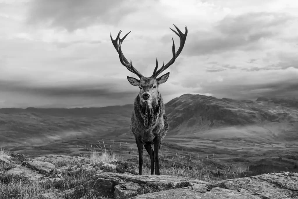Majestic Stag: A Monochrome Portrait of Nature's Sovereign