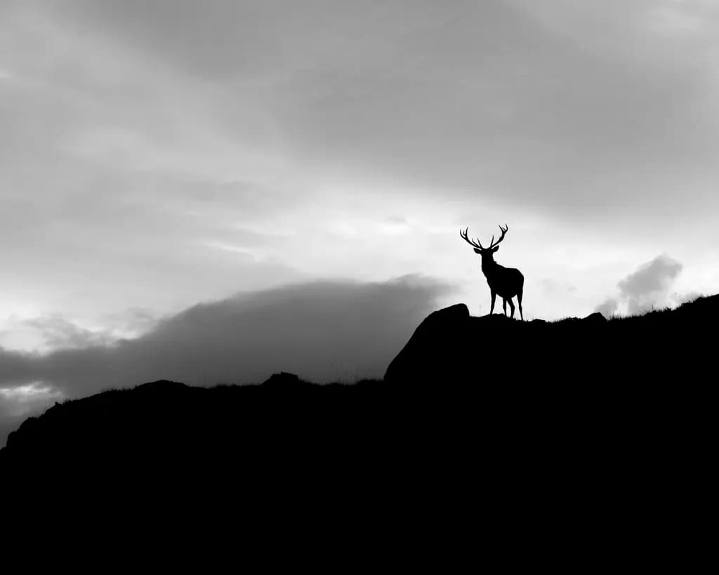 Majestic Silence: A Stag's Solitude Against the Twilight Sky