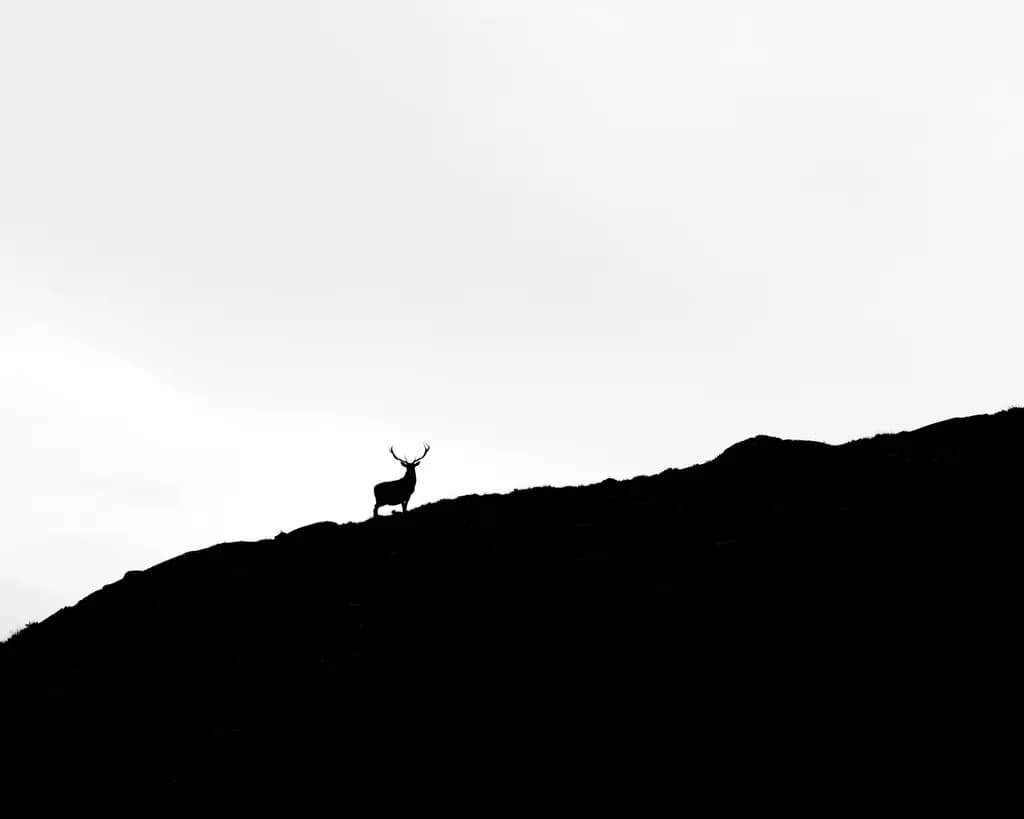 Silent Majesty: A Stag's Solitude on the Horizon
