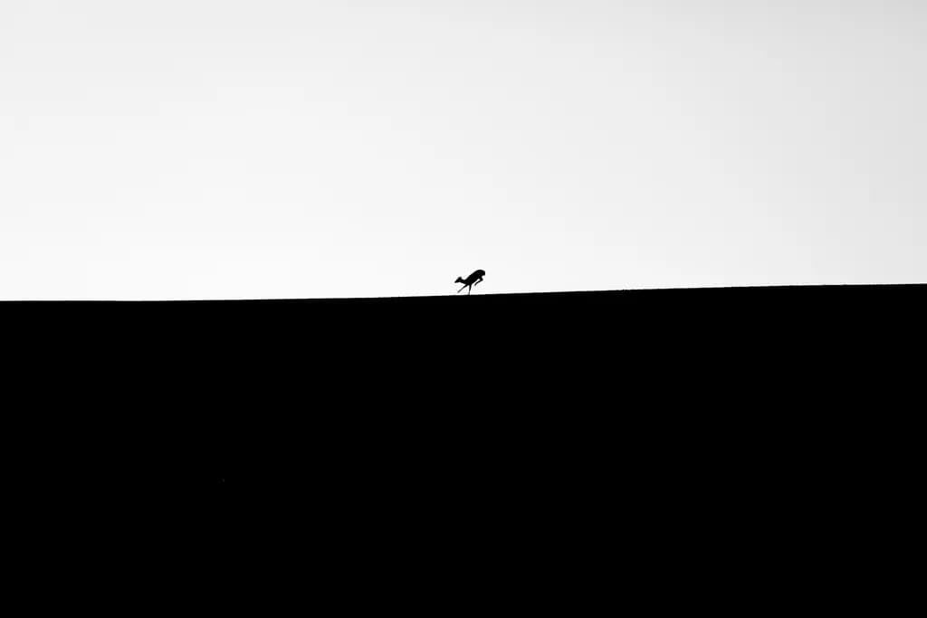 Whispers of Solitude: A Minimalist Bird Silhouette Against the Horizon