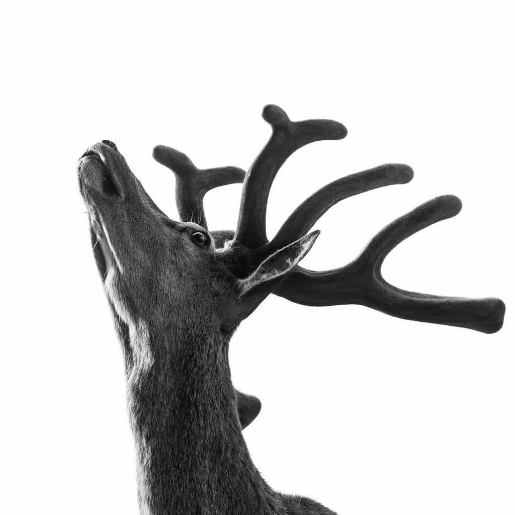 Majestic Silence: A Black and White Portrait of a Stag in Profile