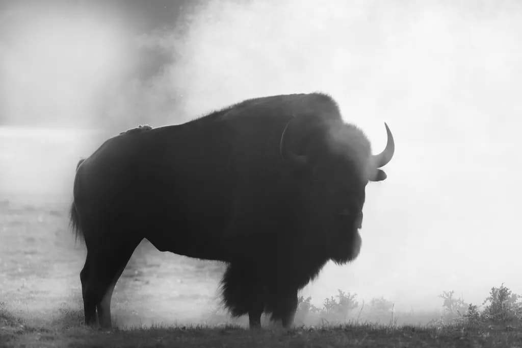 Majestic Bison in Mist: A Serene Monochrome Encounter