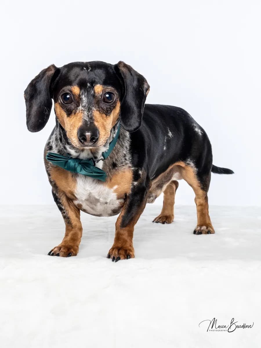 Charming Canine Elegance: A Dapper Dachshund in a Bow Tie