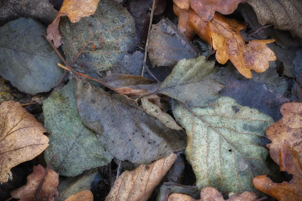 Fallen Leaves