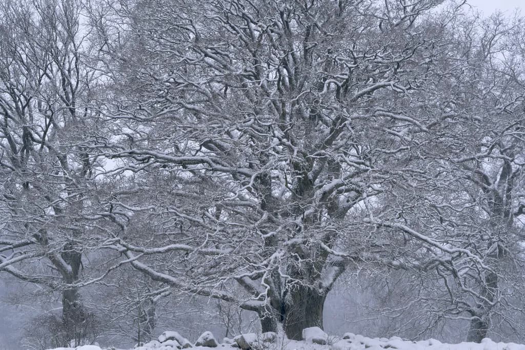 Snowbound Branches
