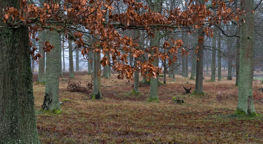 Autumnal Forest Scene