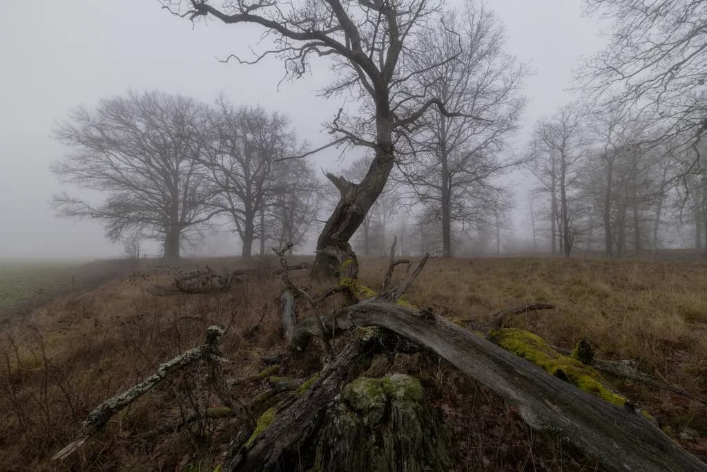 Misty Grove