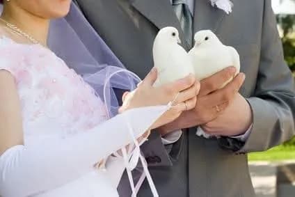 Eternal Love: A Symbolic Union of Doves in a Wedding Embrace