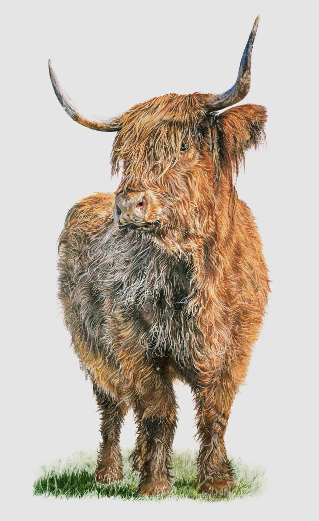 Highland Cow Portrait