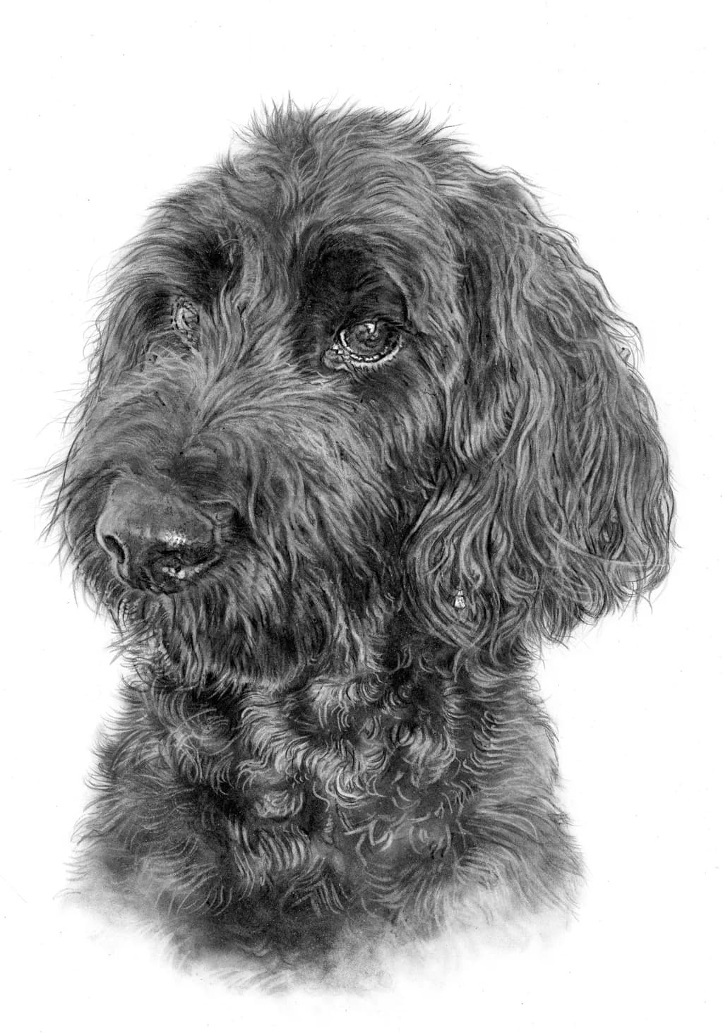 Morpheus Greyscale Dog Portrait