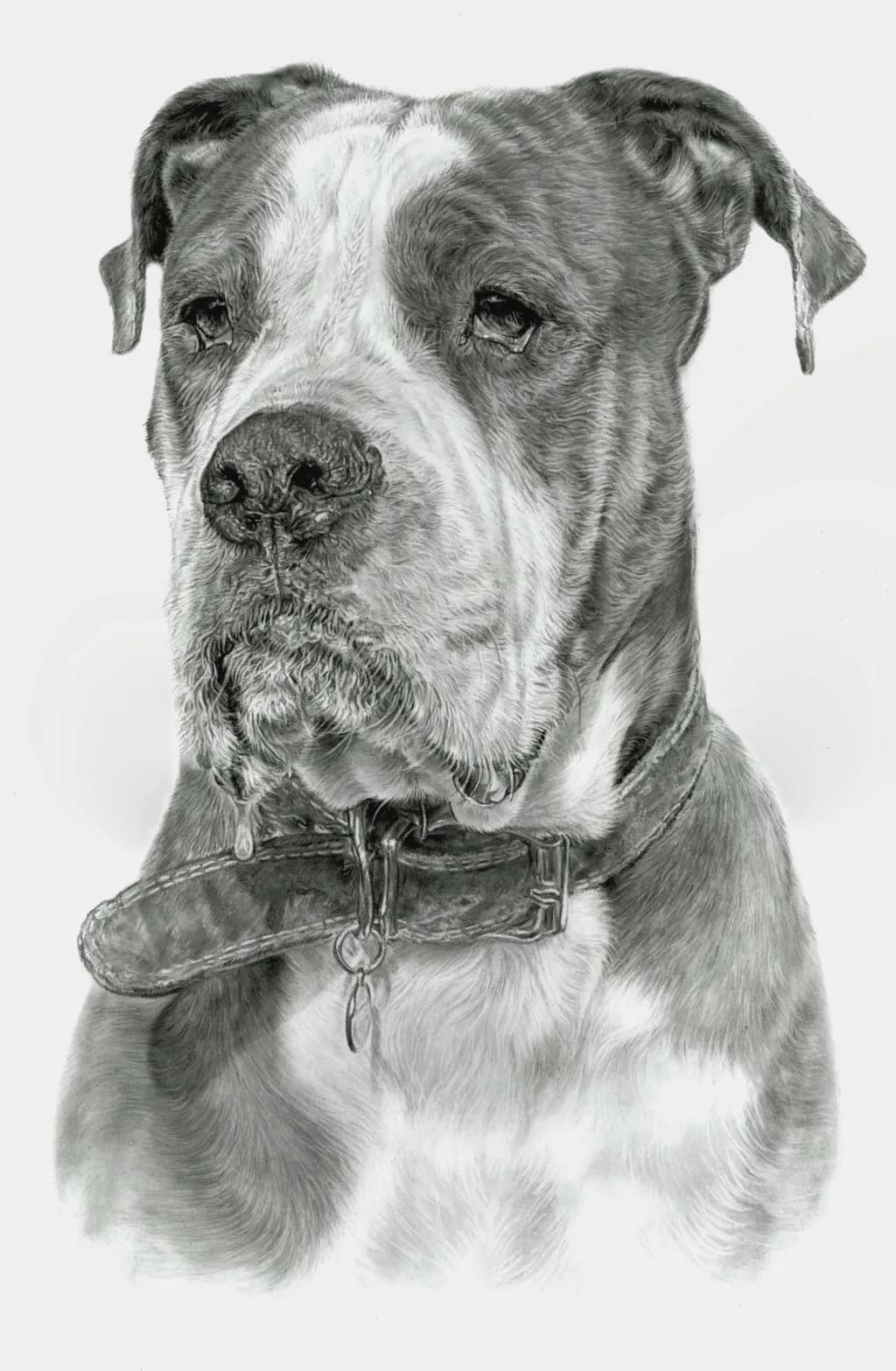 Captain Dog Portrait