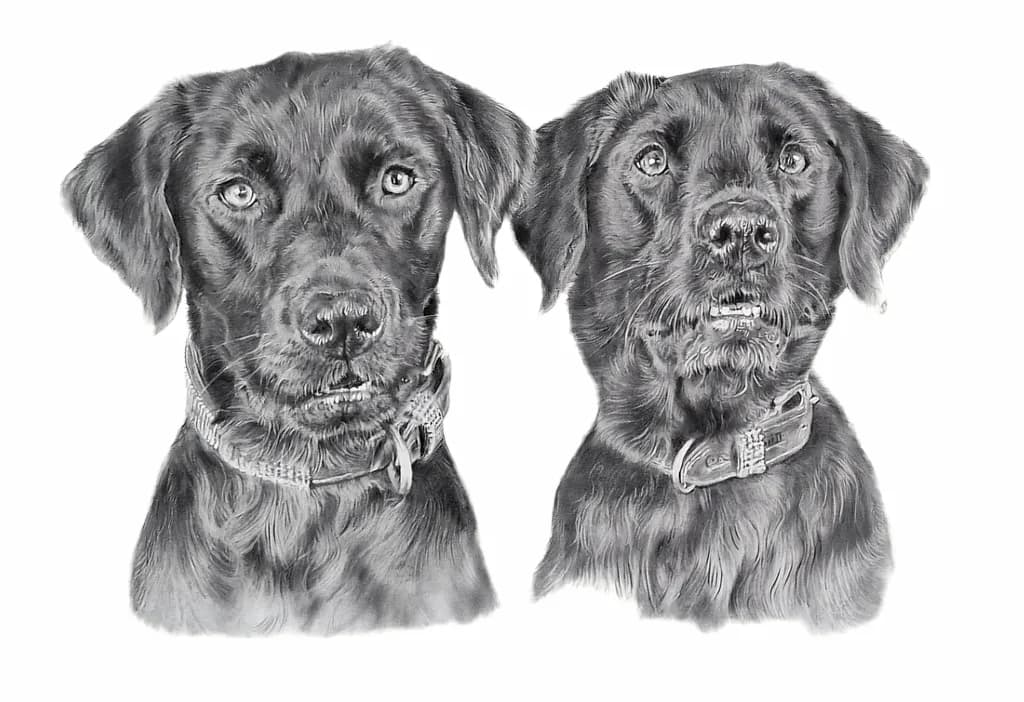 Dual Gaze Canines