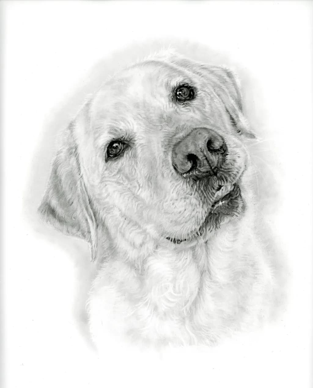 Little Rob Lab