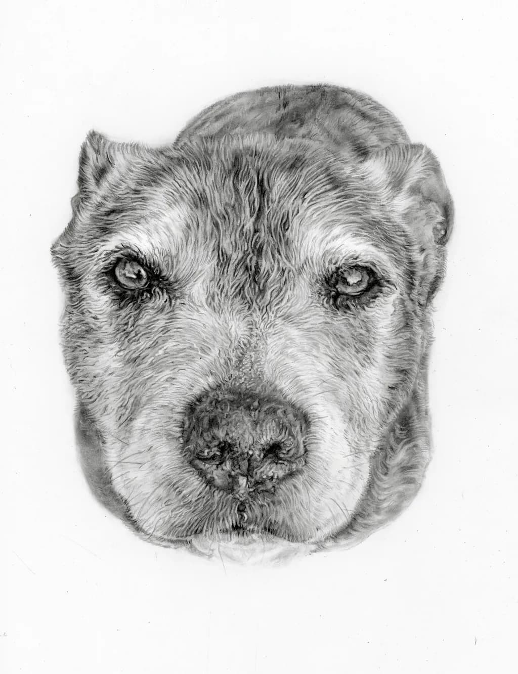 Staffy Gaze